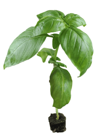 Sweet Basil Starter Plants Indoor Farming Products