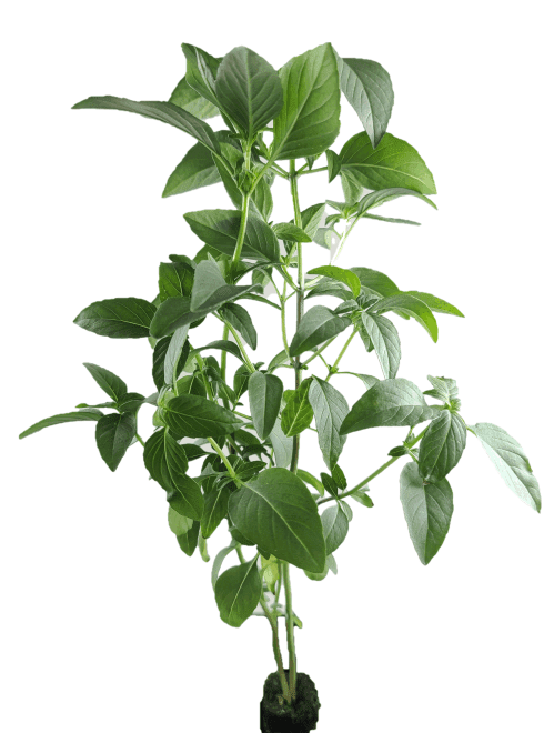 Hydroponic Thai Basil Starter Plants Indoor Farming Products